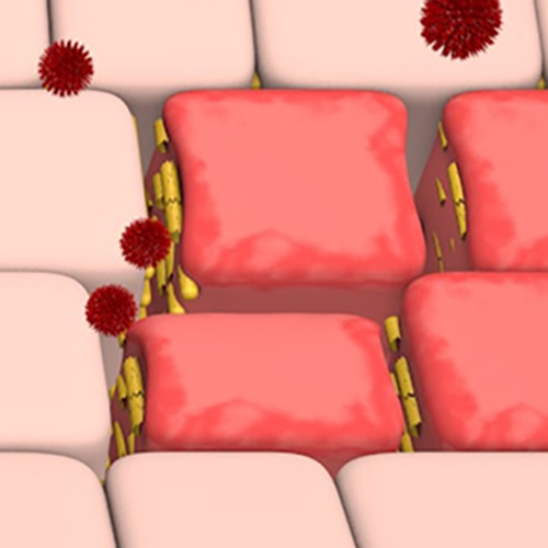 Geschädigte Darmbarriere