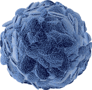 Regulatorische T-Zelle Allergie